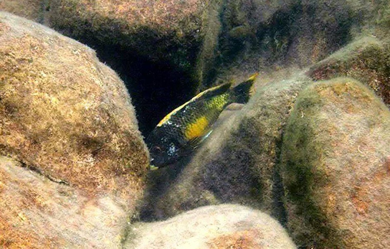 Tropheus moorii 'Kalambo Lodge' Kushangaza